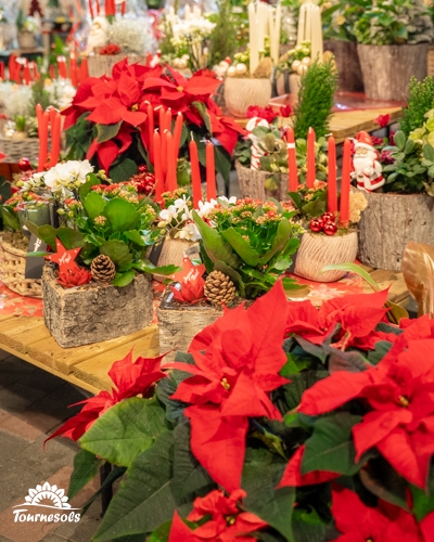 Arrangements floraux de Noël en pots avec poinsettias et bougies rouges.